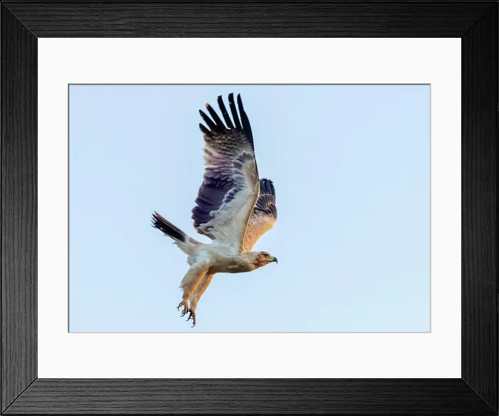 Framed Print : Tawny eagle in flight, Zimanga Private Game Reserve, KwaZulu Natal, South Africa Framed Print : Tawny eagle in flight, Zimanga Private Game Reserve, KwaZulu Natal, South Africa