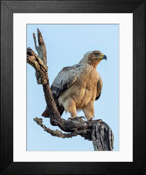 Framed Print : Tawny eagle perched on branch, Zimanga Private Game Reserve, KwaZulu Natal, South Africa Framed Print : Tawny eagle perched on branch, Zimanga Private Game Reserve, KwaZulu Natal, South Africa