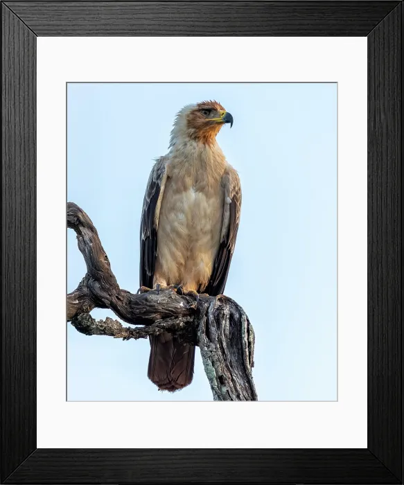 Framed Print : Tawny eagle perched on branch, Zimanga Private Game Reserve, KwaZulu Natal, South Africa Framed Print : Tawny eagle perched on branch, Zimanga Private Game Reserve, KwaZulu Natal, South Africa