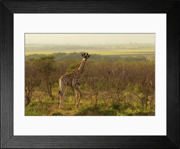 Framed Print : Young giraffe, Zimanga Private Game Reserve, KwaZulu Natal, South Africa Framed Print : Young giraffe, Zimanga Private Game Reserve, KwaZulu Natal, South Africa