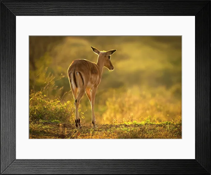 Framed Print : Impala backlight by early morning light, Zimanga Private Game Reserve, KwaZulu Natal, South Africa Framed Print : Impala backlight by early morning light, Zimanga Private Game Reserve, KwaZulu Natal, South Africa