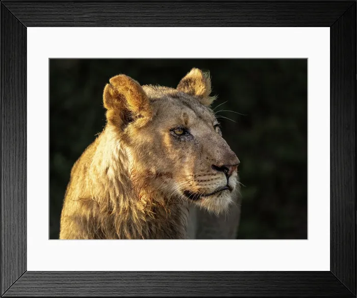 Framed Print : Young male lion, Zimanga Private Game Reserve, KwaZulu Natal, South Africa Framed Print : Young male lion, Zimanga Private Game Reserve, KwaZulu Natal, South Africa
