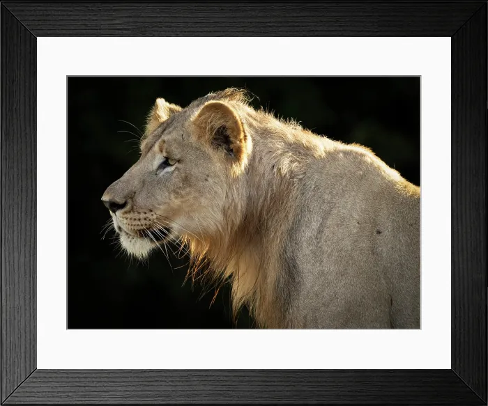 Framed Print : Young male lion, Zimanga Private Game Reserve, KwaZulu Natal, South Africa Framed Print : Young male lion, Zimanga Private Game Reserve, KwaZulu Natal, South Africa
