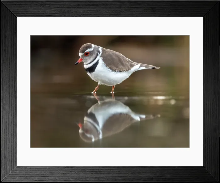 Framed Print : Three banded plover, Zimanga Private Game Reserve, KwaZulu Natal, South Africa Framed Print : Three banded plover, Zimanga Private Game Reserve, KwaZulu Natal, South Africa