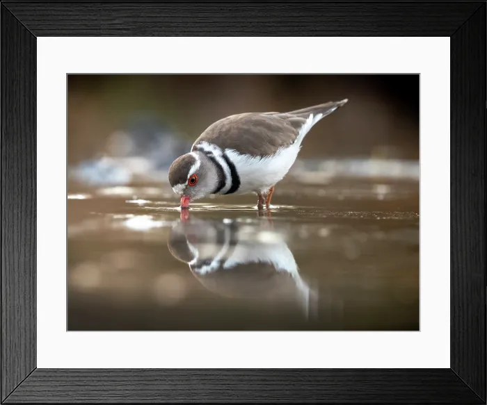 Framed Print : Three banded plover, Zimanga Private Game Reserve, KwaZulu Natal, South Africa Framed Print : Three banded plover, Zimanga Private Game Reserve, KwaZulu Natal, South Africa