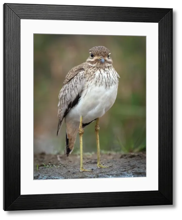 Framed Print : Water thick knee, Zimanga Private Game Reserve, KwaZulu Natal, South Africa Framed Print : Water thick knee, Zimanga Private Game Reserve, KwaZulu Natal, South Africa