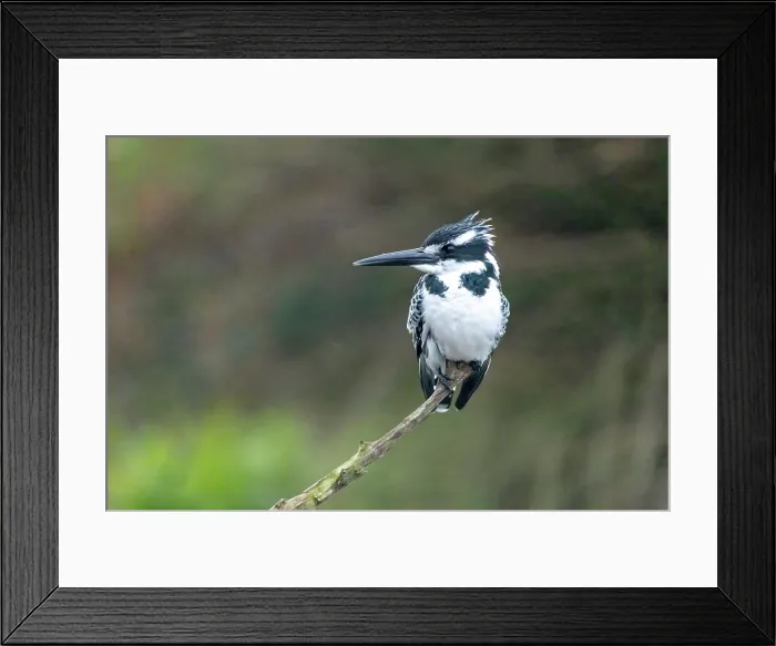 Framed Print : Pied Kingfisher (Ceryle rudis), Zimanga Private Game Reserve, KwaZulu Natal, South Africa Framed Print : Pied Kingfisher (Ceryle rudis), Zimanga Private Game Reserve, KwaZulu Natal, South Africa