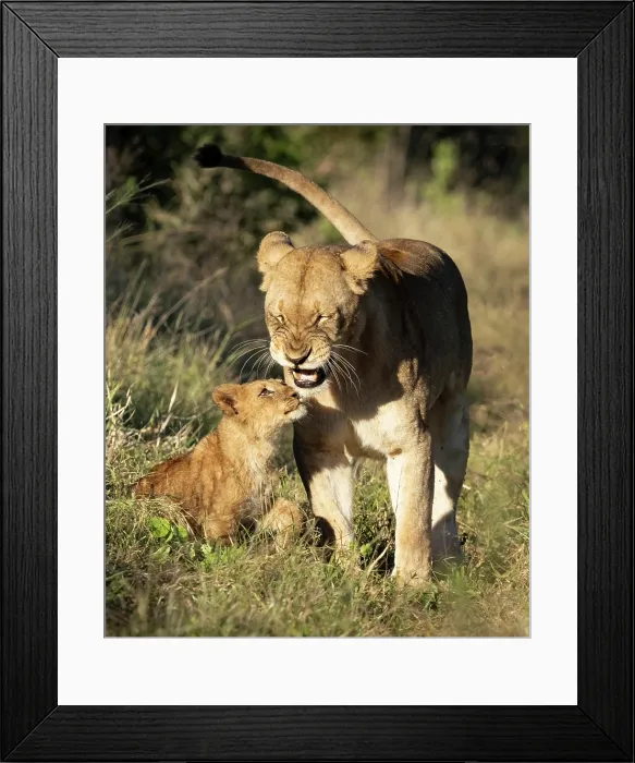 Framed Print : Lioness and her cub, Zimanga Private Game Reserve, KwaZulu Natal, South Africa Framed Print : Lioness and her cub, Zimanga Private Game Reserve, KwaZulu Natal, South Africa