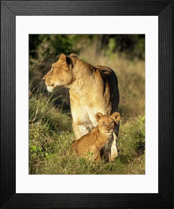Framed Print : Lioness and her cub, Zimanga Private Game Reserve, KwaZulu Natal, South Africa Framed Print : Lioness and her cub, Zimanga Private Game Reserve, KwaZulu Natal, South Africa