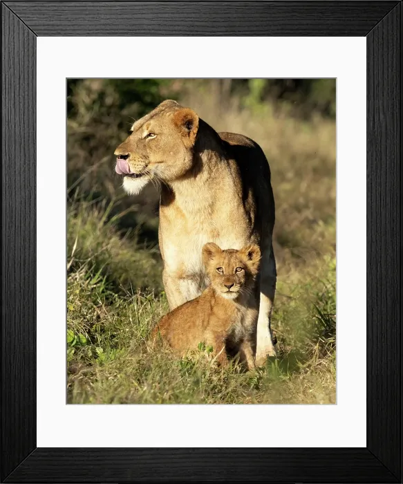 Framed Print : Lioness and her cub, Zimanga Private Game Reserve, KwaZulu Natal, South Africa Framed Print : Lioness and her cub, Zimanga Private Game Reserve, KwaZulu Natal, South Africa