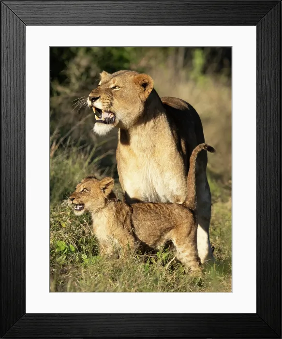 Framed Print : Lioness and her cub, Zimanga Private Game Reserve, KwaZulu Natal, South Africa Framed Print : Lioness and her cub, Zimanga Private Game Reserve, KwaZulu Natal, South Africa