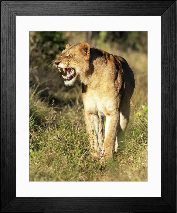 Framed Print : Lioness growling, Zimanga Private Game Reserve, KwaZulu Natal, South Africa Framed Print : Lioness growling, Zimanga Private Game Reserve, KwaZulu Natal, South Africa