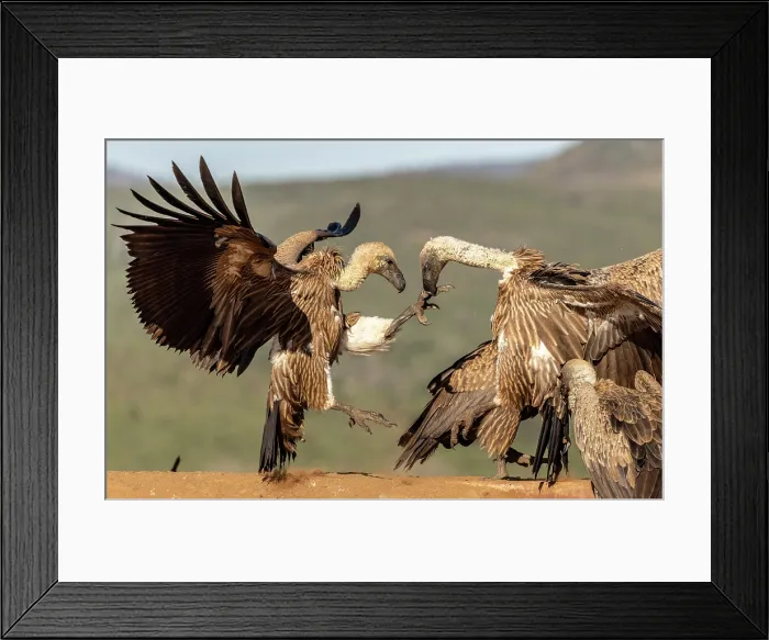 Framed Print : African white backed vultures fighting, Zimanga Private Game Reserve, KwaZulu Natal, South Africa Framed Print : African white backed vultures fighting, Zimanga Private Game Reserve, KwaZulu Natal, South Africa