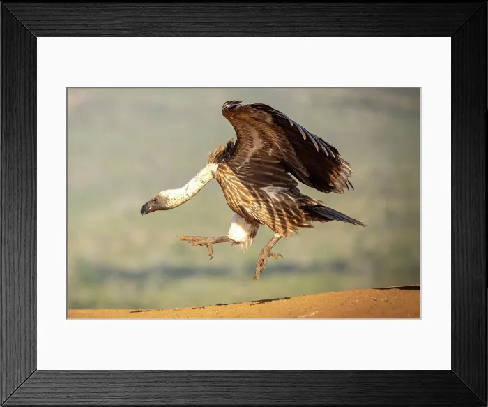 Framed Print : African white backed vulture, Zimanga Private Game Reserve, KwaZulu Natal, South Africa Framed Print : African white backed vulture, Zimanga Private Game Reserve, KwaZulu Natal, South Africa