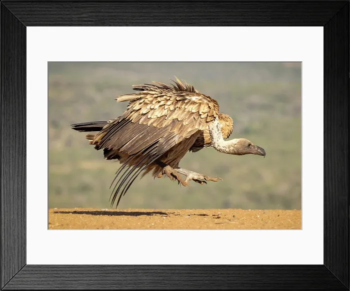 Framed Print : African white backed vultures fighting, Zimanga Private Game Reserve, KwaZulu Natal, South Africa Framed Print : African white backed vultures fighting, Zimanga Private Game Reserve, KwaZulu Natal, South Africa
