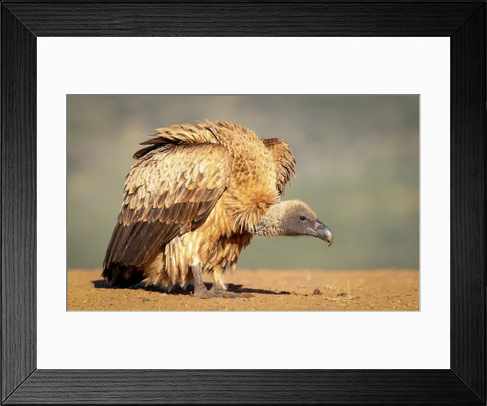 Framed Print : African white backed vulture, Zimanga Private Game Reserve, KwaZulu Natal, South Africa Framed Print : African white backed vulture, Zimanga Private Game Reserve, KwaZulu Natal, South Africa