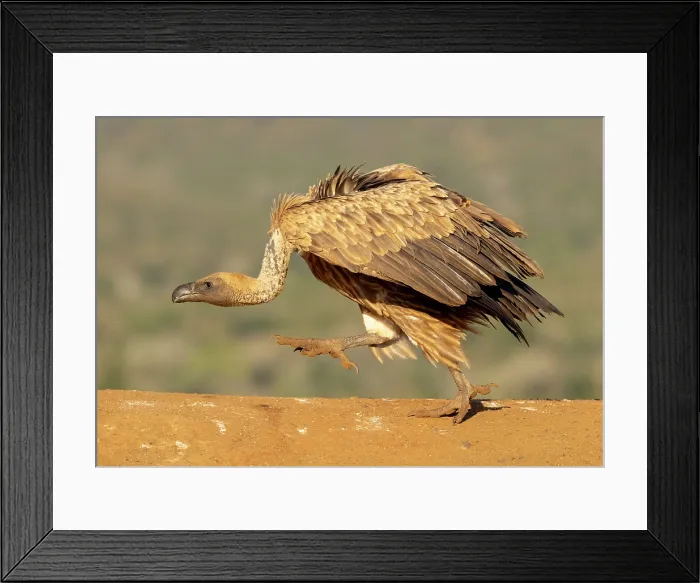 Framed Print : African white backed vultures fighting, Zimanga Private Game Reserve, KwaZulu Natal, South Africa Framed Print : African white backed vultures fighting, Zimanga Private Game Reserve, KwaZulu Natal, South Africa