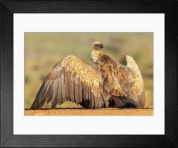 Framed Print : African white backed vulture, Zimanga Private Game Reserve, KwaZulu Natal, South Africa Framed Print : African white backed vulture, Zimanga Private Game Reserve, KwaZulu Natal, South Africa