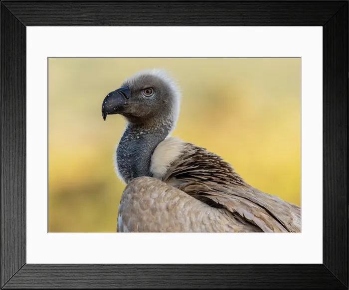 Framed Print : African white backed vulture, Zimanga Private Game Reserve, KwaZulu Natal, South Africa Framed Print : African white backed vulture, Zimanga Private Game Reserve, KwaZulu Natal, South Africa