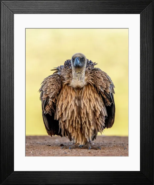 Framed Print : African white backed vulture, Zimanga Private Game Reserve, KwaZulu Natal, South Africa Framed Print : African white backed vulture, Zimanga Private Game Reserve, KwaZulu Natal, South Africa
