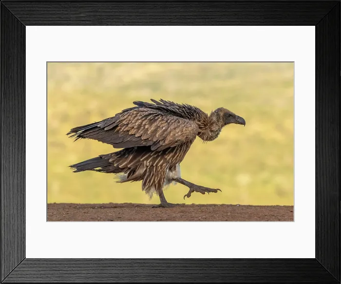 Framed Print : Young giraffe, Zimanga Private Game Reserve, KwaZulu Natal, South Africa Framed Print : Young giraffe, Zimanga Private Game Reserve, KwaZulu Natal, South Africa