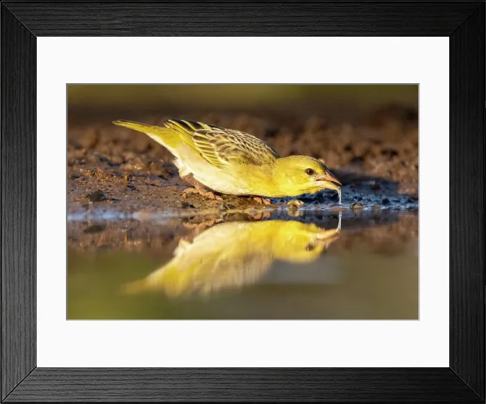 Framed Print : Village Weaver drinking, Zimanga Private Game Reserve, KwaZulu Natal, South Africa Framed Print : Village Weaver drinking, Zimanga Private Game Reserve, KwaZulu Natal, South Africa