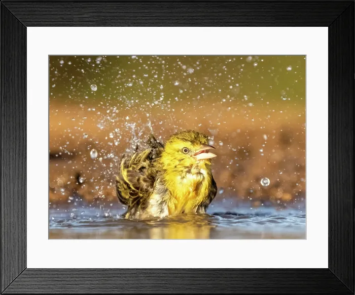 Framed Print : Village Weaver bathing, Zimanga Private Game Reserve, KwaZulu Natal, South Africa Framed Print : Village Weaver bathing, Zimanga Private Game Reserve, KwaZulu Natal, South Africa