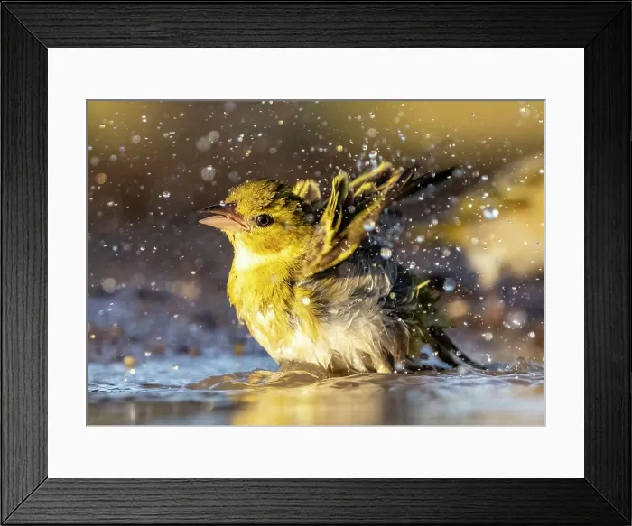 Framed Print : Village Weaver bathing, Zimanga Private Game Reserve, KwaZulu Natal, South Africa Framed Print : Village Weaver bathing, Zimanga Private Game Reserve, KwaZulu Natal, South Africa