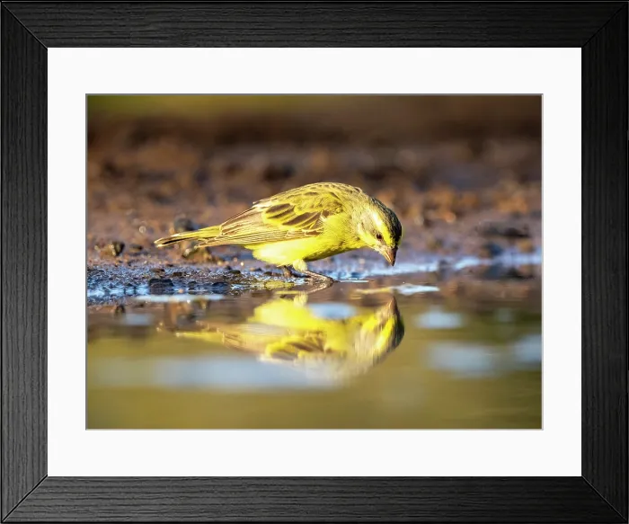 Framed Print : Village Weaver, Zimanga Private Game Reserve, KwaZulu Natal, South Africa Framed Print : Village Weaver, Zimanga Private Game Reserve, KwaZulu Natal, South Africa