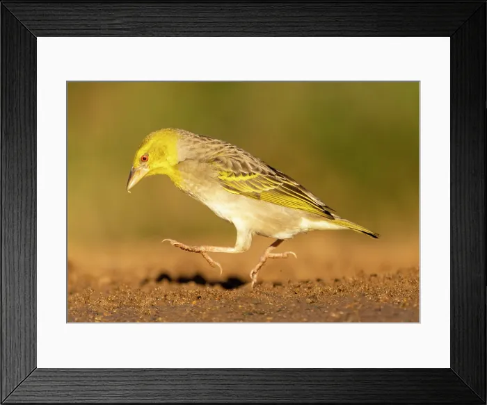 Framed Print : Village Weaver, Zimanga Private Game Reserve, KwaZulu Natal, South Africa Framed Print : Village Weaver, Zimanga Private Game Reserve, KwaZulu Natal, South Africa