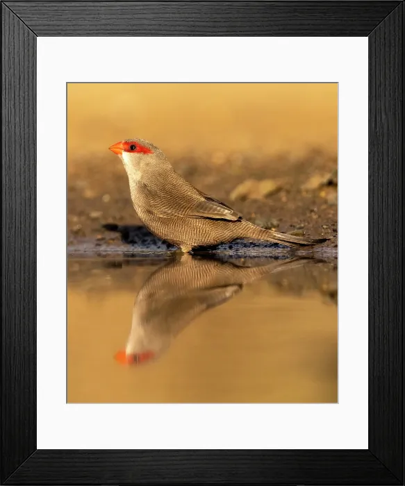 Framed Print : Common waxbill, Zimanga Private Game Reserve, KwaZulu Natal, South Africa Framed Print : Common waxbill, Zimanga Private Game Reserve, KwaZulu Natal, South Africa