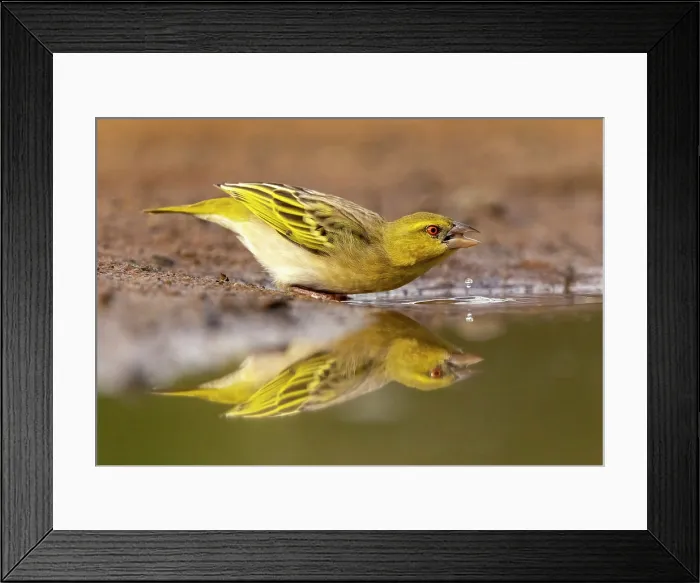 Framed Print : Village Weaver, Zimanga Private Game Reserve, KwaZulu Natal, South Africa Framed Print : Village Weaver, Zimanga Private Game Reserve, KwaZulu Natal, South Africa