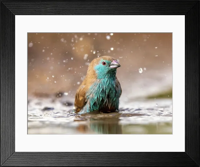 Framed Print : Blue waxbill bathing, Zimanga Private Game Reserve, KwaZulu Natal, South Africa Framed Print : Blue waxbill bathing, Zimanga Private Game Reserve, KwaZulu Natal, South Africa