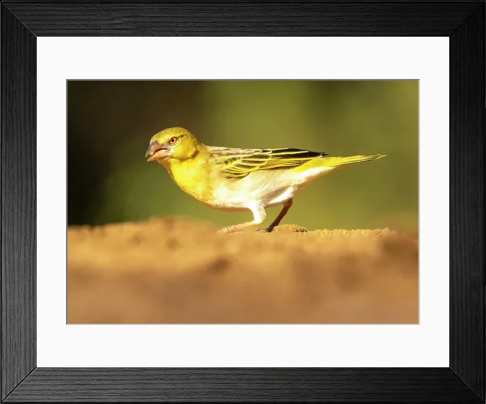 Framed Print : Village Weaver, Zimanga Private Game Reserve, KwaZulu Natal, South Africa Framed Print : Village Weaver, Zimanga Private Game Reserve, KwaZulu Natal, South Africa
