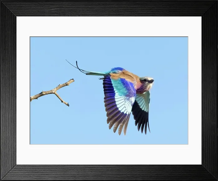 Framed Print : Lilac breasted roller in flight, Zimanga Private Game Reserve, KwaZulu Natal, South Africa Framed Print : Lilac breasted roller in flight, Zimanga Private Game Reserve, KwaZulu Natal, South Africa