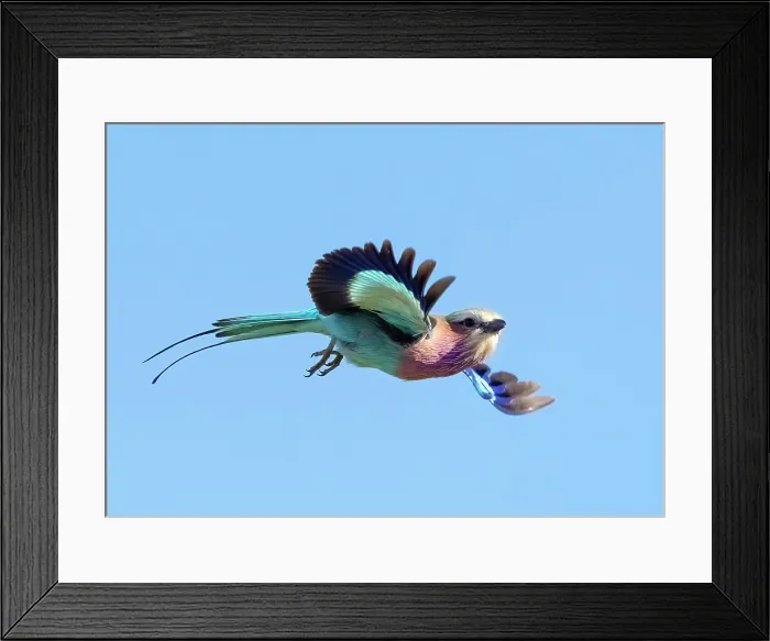 Framed Print : Lilac breasted roller in flight, Zimanga Private Game Reserve, KwaZulu Natal, South Africa