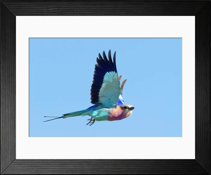 Framed Print : Lilac breasted roller in flight, Zimanga Private Game Reserve, KwaZulu Natal, South Africa