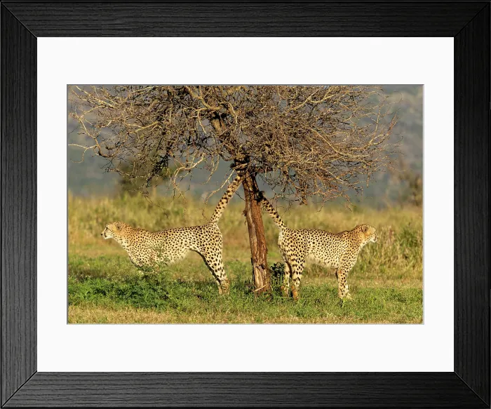 Framed Print : Cheetah brothers spraying tree to mark their territory, Zimanga Private Game Reserve, KwaZulu Natal, South Africa
