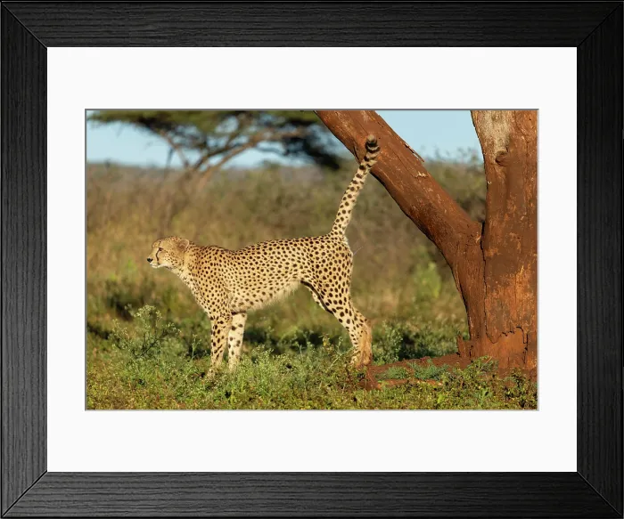 Framed Print : Cheetah spraying tree to mark his territory, Zimanga Private Game Reserve, KwaZulu Natal, South Africa Framed Print : Cheetah spraying tree to mark his territory, Zimanga Private Game Reserve, KwaZulu Natal, South Africa