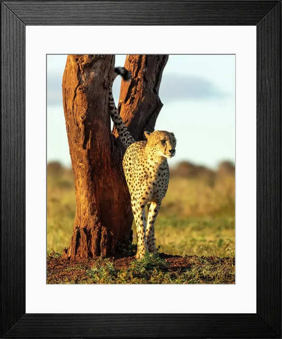 Framed Print : Cheetah by tree, Zimanga Private Game Reserve, KwaZulu Natal, South Africa Framed Print : Cheetah by tree, Zimanga Private Game Reserve, KwaZulu Natal, South Africa