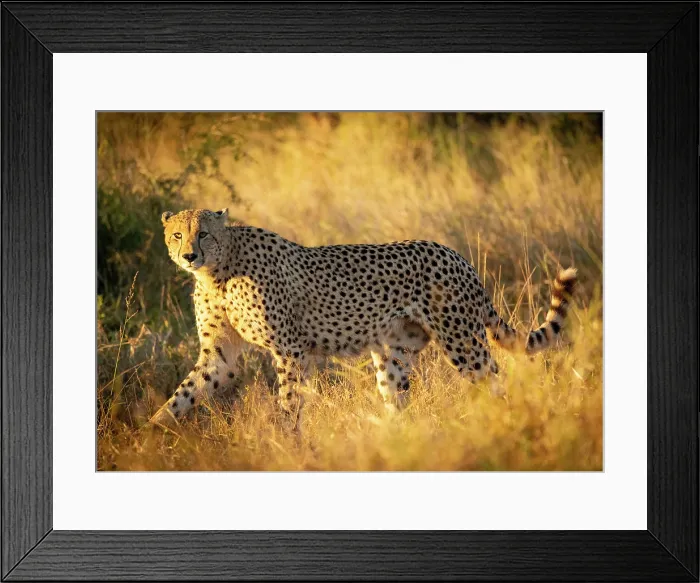 Framed Print : Cheetah in early morning sunlight, Zimanga Private Game Reserve, KwaZulu Natal, South Africa Framed Print : Cheetah in early morning sunlight, Zimanga Private Game Reserve, KwaZulu Natal, South Africa