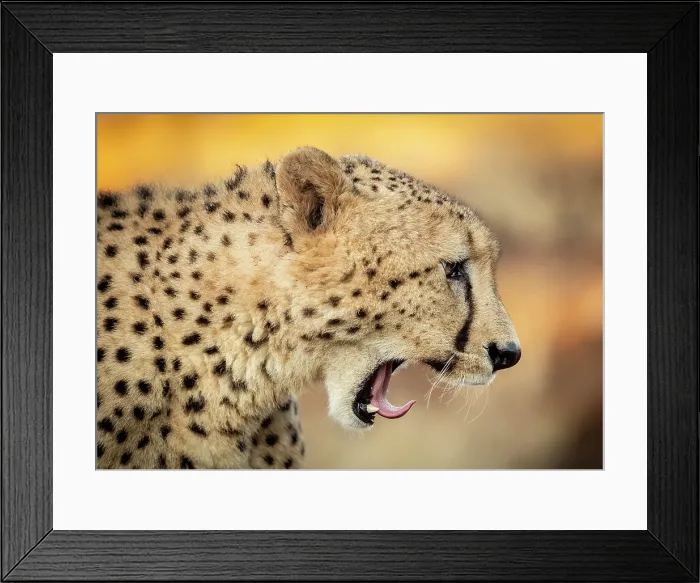 Framed Print : Cheetah yawning, Zimanga Private Game Reserve, KwaZulu Natal, South Africa Framed Print : Cheetah yawning, Zimanga Private Game Reserve, KwaZulu Natal, South Africa