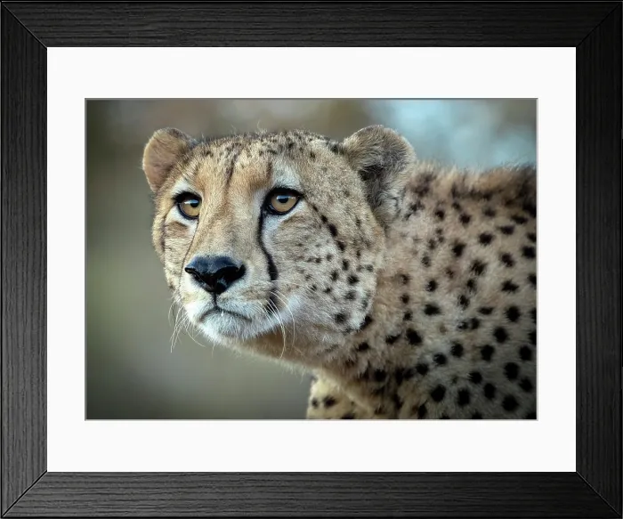 Framed Print : Cheetah, Zimanga Private Game Reserve, KwaZulu Natal, South Africa Framed Print : Cheetah, Zimanga Private Game Reserve, KwaZulu Natal, South Africa