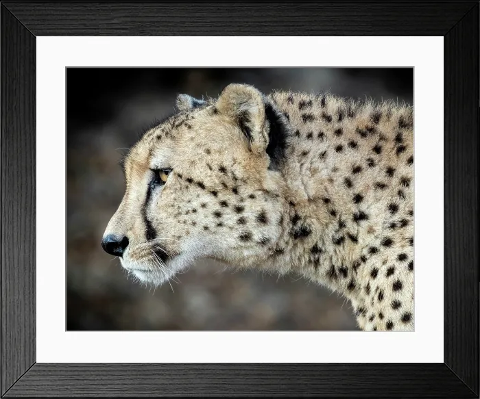 Framed Print : Cheetah profile, Zimanga Private Game Reserve, KwaZulu Natal, South Africa Framed Print : Cheetah profile, Zimanga Private Game Reserve, KwaZulu Natal, South Africa