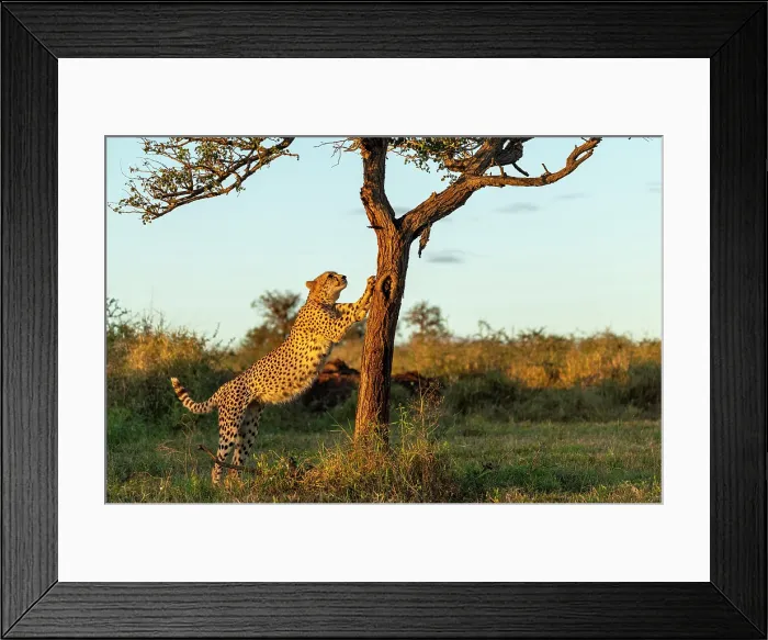 Framed Print : Cheetah clawing a tree trunk, Zimanga Private Game Reserve, KwaZulu Natal, South Africa