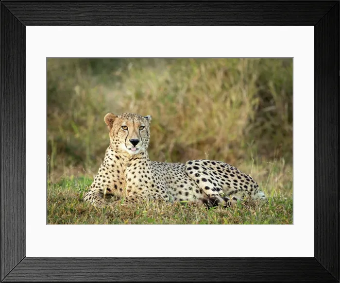 Framed Print : Cheetah resting, Zimanga Private Game Reserve, KwaZulu Natal, South Africa Framed Print : Cheetah resting, Zimanga Private Game Reserve, KwaZulu Natal, South Africa