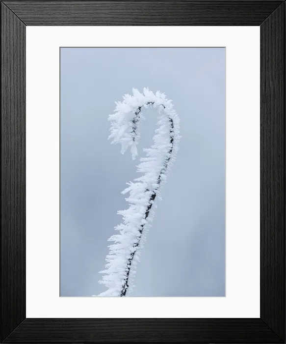 Framed Print : Hoar frost on grass beside Carron Valley Reservoir, Stirling, Scotland, UK Framed Print : Hoar frost on grass beside Carron Valley Reservoir, Stirling, Scotland, UK