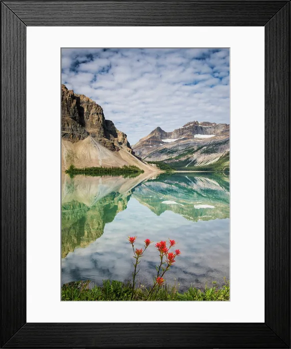 Framed Print : Bow Lake reflection with indian paintbrush, Canadian Rockies, Alberta, Canada Framed Print : Bow Lake reflection with indian paintbrush, Canadian Rockies, Alberta, Canada