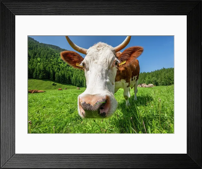 Framed Print : Cow, Reichenbachtal valley, Schattenhalb, Canton of Bern, Switzerland Framed Print : Cow, Reichenbachtal valley, Schattenhalb, Canton of Bern, Switzerland