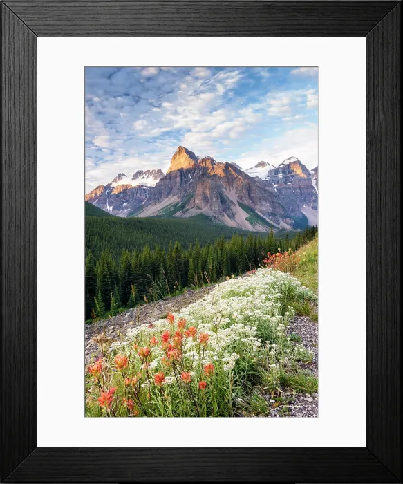 Framed Print : Wildflowers and Mount Babel, Canadian Rockies, Alberta, Canada Framed Print : Wildflowers and Mount Babel, Canadian Rockies, Alberta, Canada
